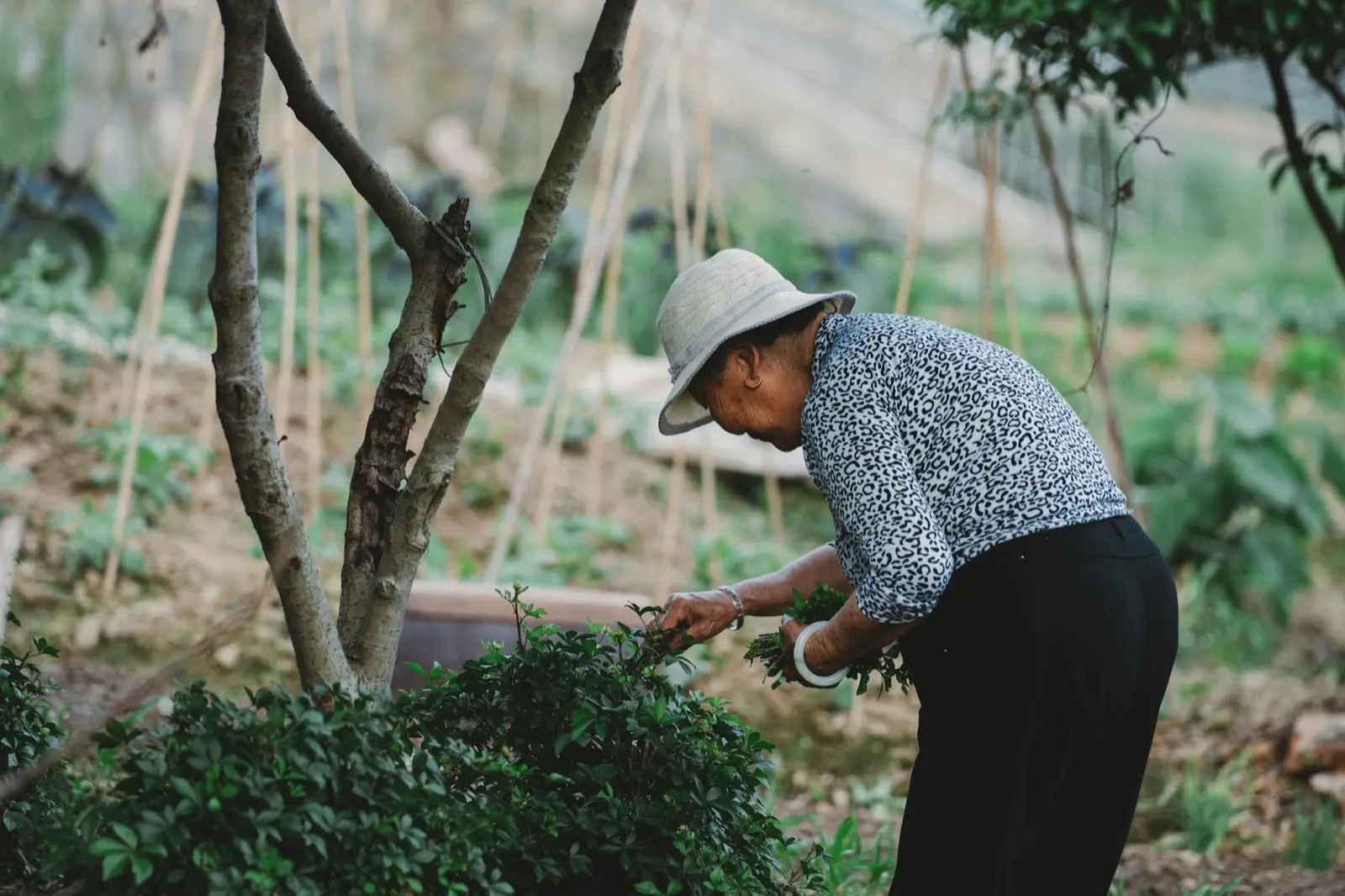 Older adults across the South