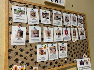 Bulletin board with adopt pets posts 