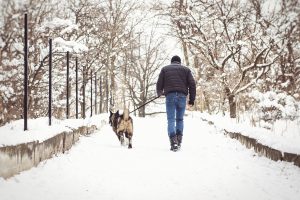 A man in a jacket and a knitted hat walks through a snowy forest with an American Akita dog